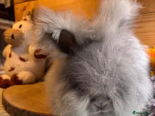 Angora rabbits ✨vaccinated✨ angora girl looking for 5⭐️🏡 - Advert 1