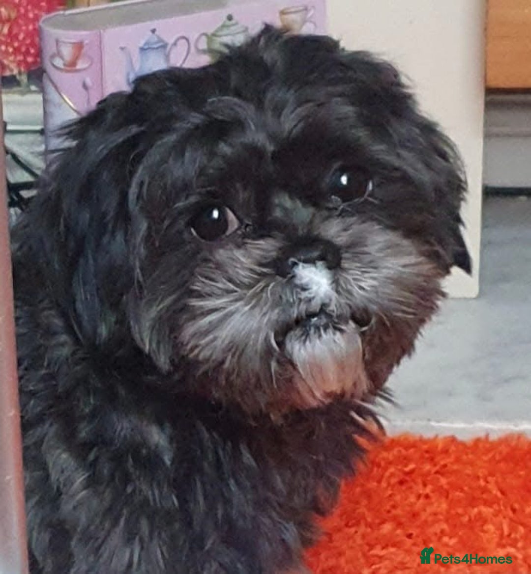 Shih Tzu dogs for stud: Beautiful boy for stud - Image 2