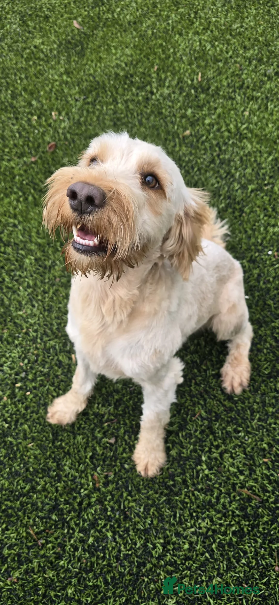 Cockapoo dogs for sale: Meet Almost 2 year old Cockerpoo Seamus - Advert 1
