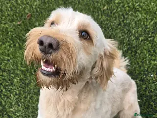 Cockapoo dogs Meet Almost 2 year old Cockerpoo Seamus - Advert 2