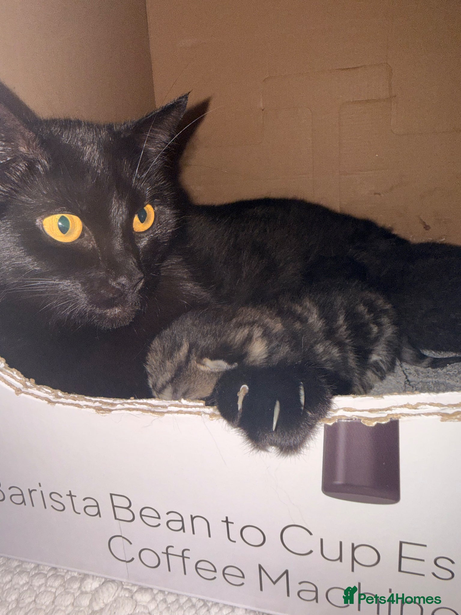 Mixed Breed cats Kittens ready to go  - Advert 2