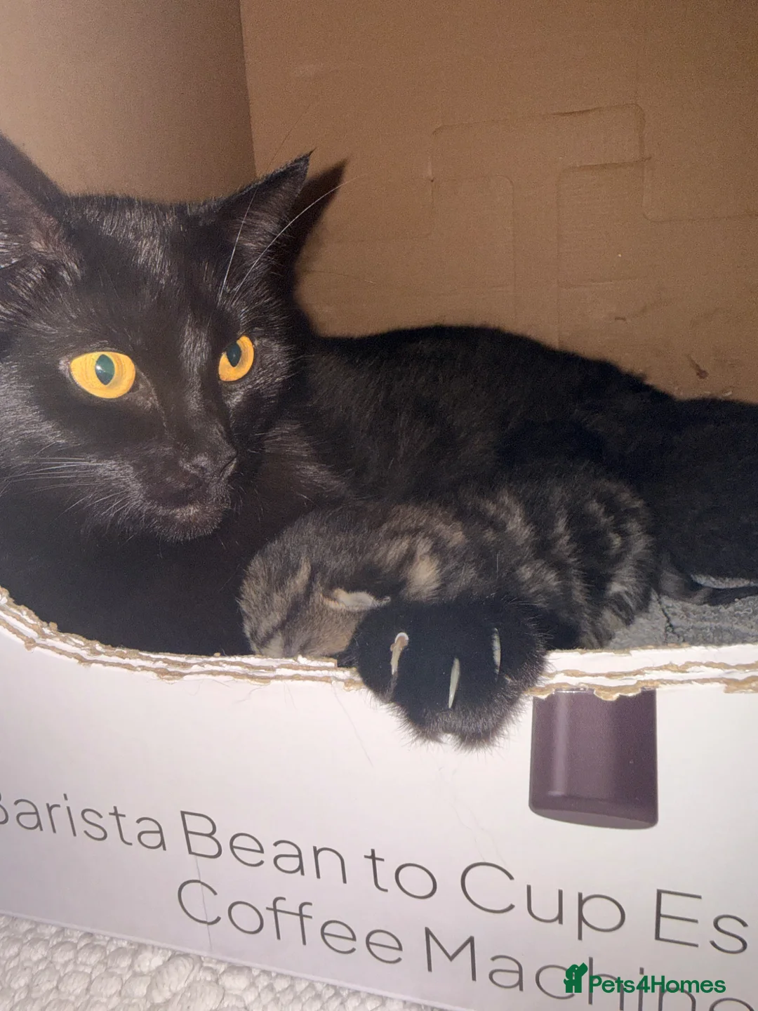 Mixed Breed cats for sale: Kittens ready to go  in Hook - Advert 1