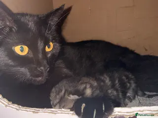 Mixed Breed cats Kittens ready to go - Advert 2