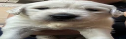 Golden Retriever dogs for sale: Golden retriever puppies looking for loving homes  - Advert 6