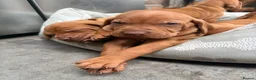 Hungarian Vizsla dogs for sale: Collect in two weeks!🐾KC smooth Hungarian Vizslas - Advert 28
