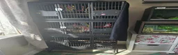 Lorikeets birds for sale: 2 x birds and cadge  - Advert 1