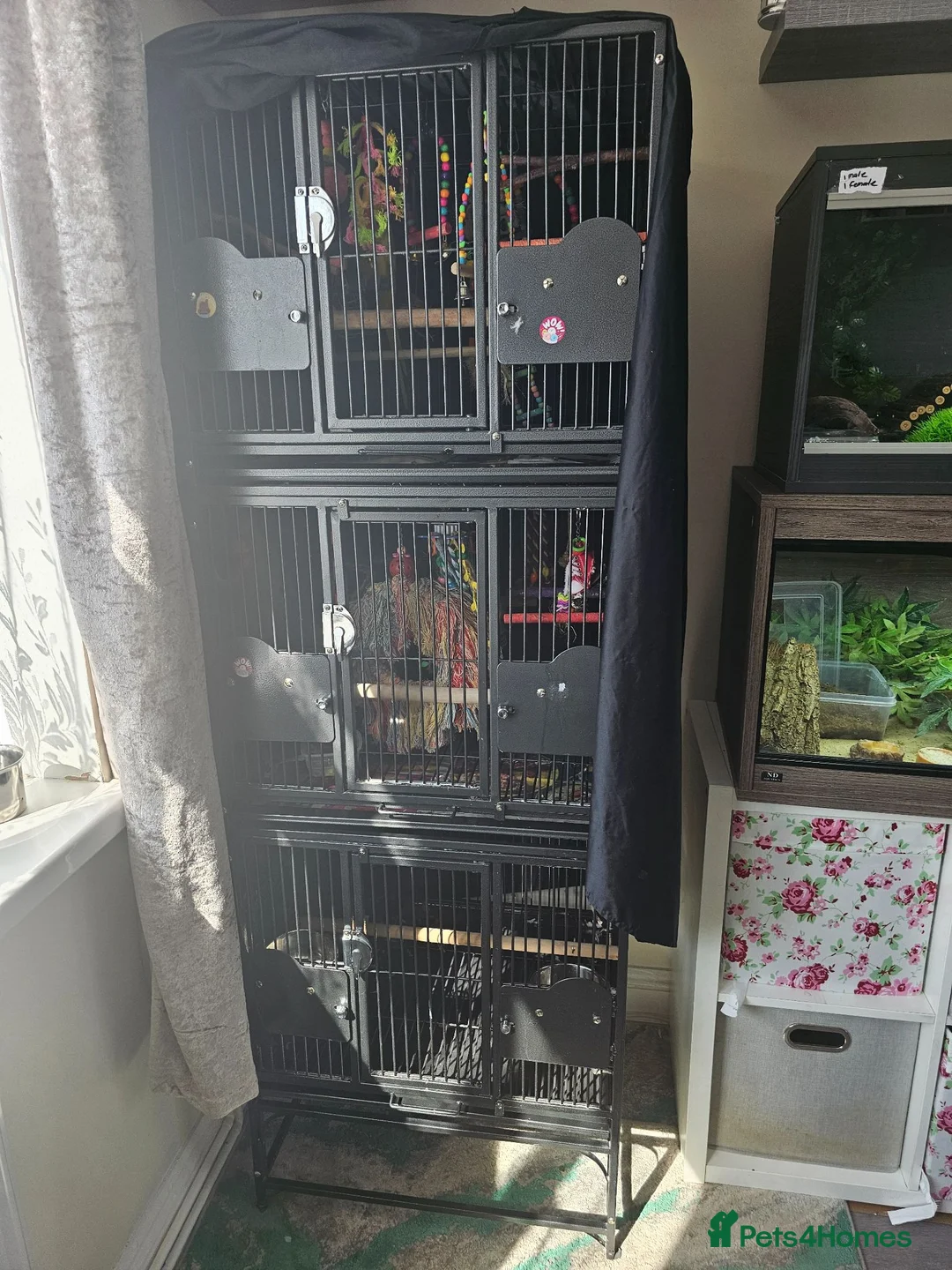 Lorikeets birds for sale: 2 x birds and cadge  - Advert 1