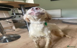 English Setter dogs for adoption: Marshall in Warrington - Image 12