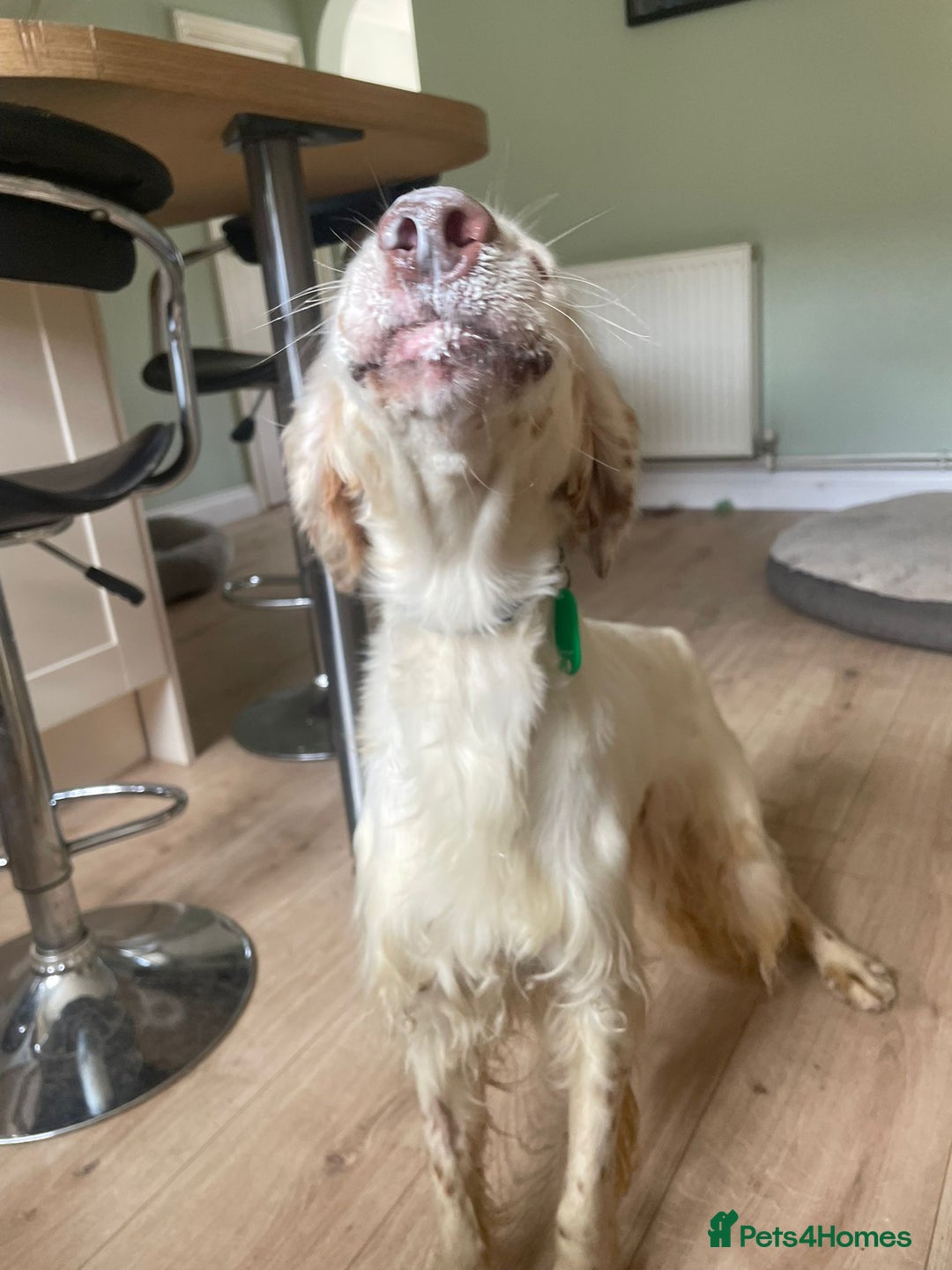 English Setter dogs for adoption: Marshall in Warrington - Image 12