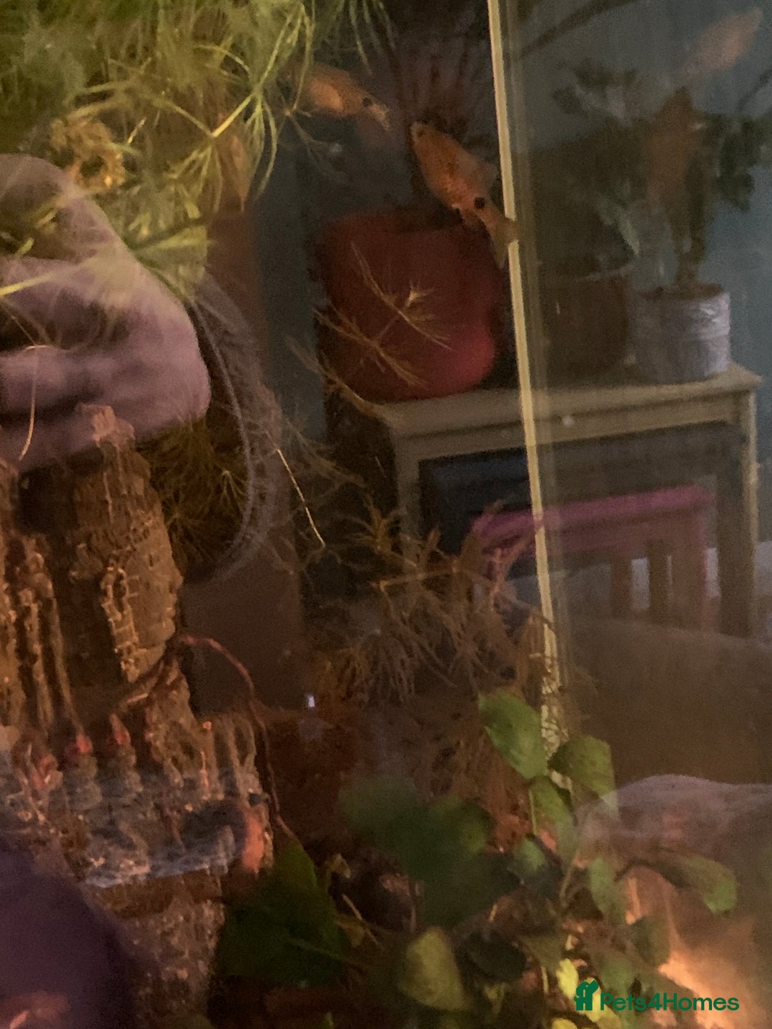 Barbs fish for sale: 3 barbs, 1 banjo catfish & 1 bumblebee catfish - Advert 1