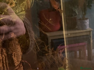 Barbs fish 3 barbs, 1 banjo catfish & 1 bumblebee catfish - Advert 2