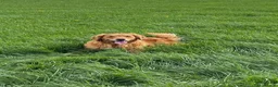 Golden Retriever dogs for sale: Golden Retriever Puppies – KC Registered Litter 🐾 in Maidenhead - Advert 3