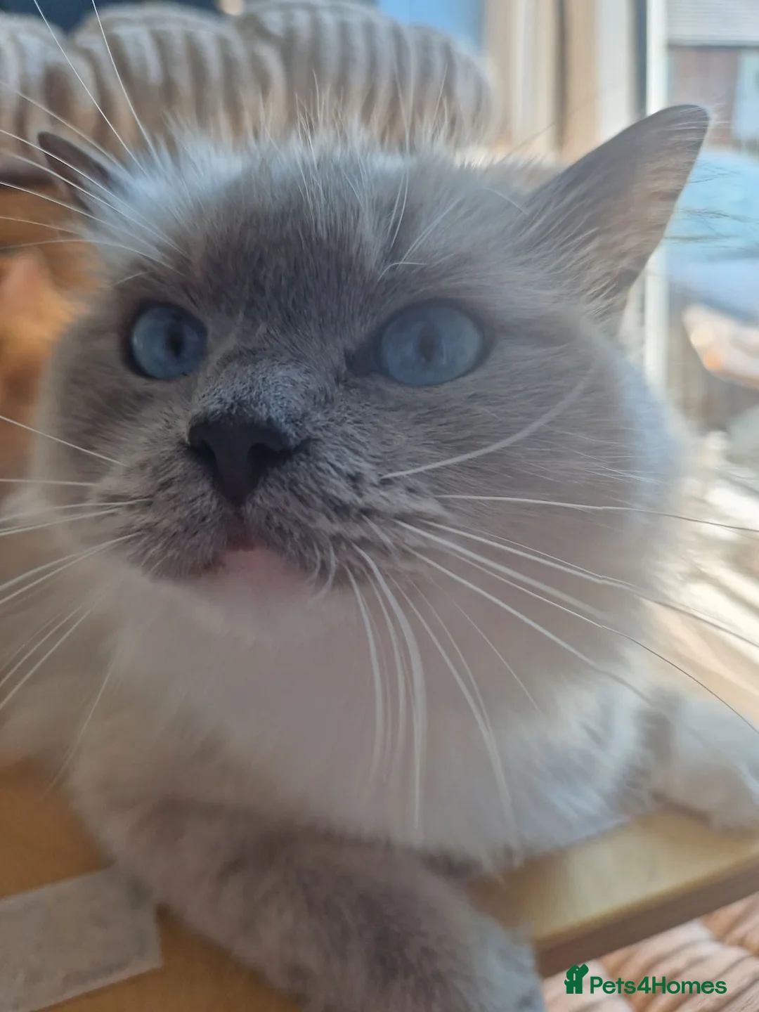 Ragdoll cats for sale: Ragdoll - Advert 2