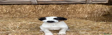 Border Collie 2