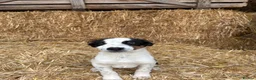 Border Collie dogs for sale: 3 Border Collie Puppies  - Advert 13