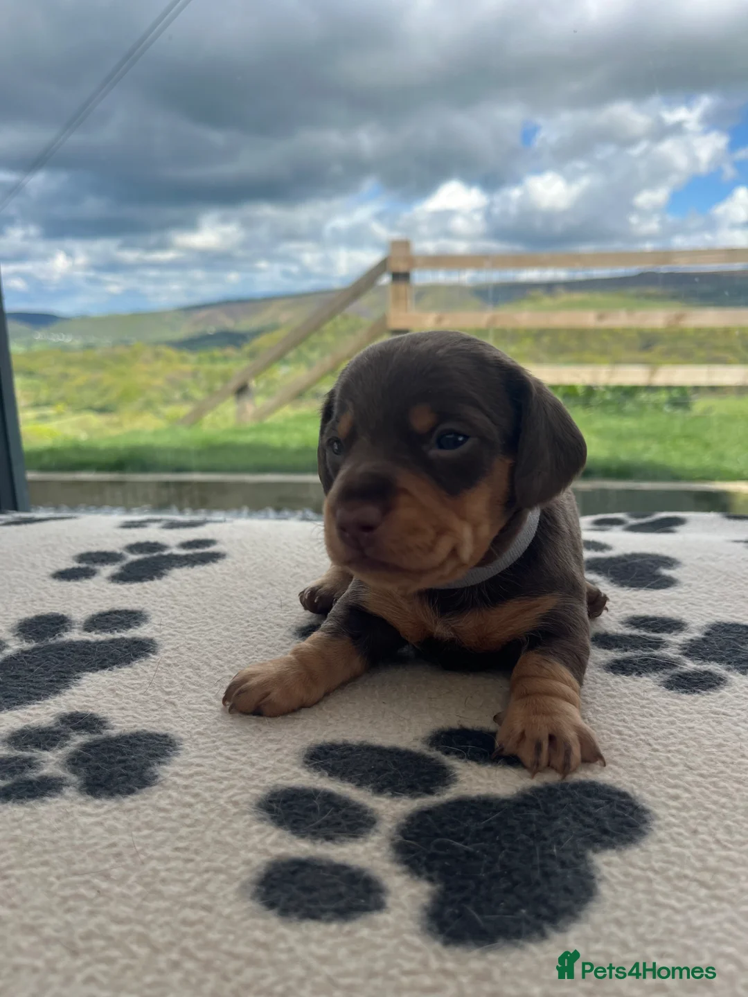 Miniature Dachshund dogs for sale: 🐶 beautiful mini Dachshunds 🐶  in Shrewsbury - Advert 21
