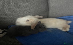 Mini Lion Lop rabbits for sale: Two gorgeous rabbits ready for forever homes.  - Image 3