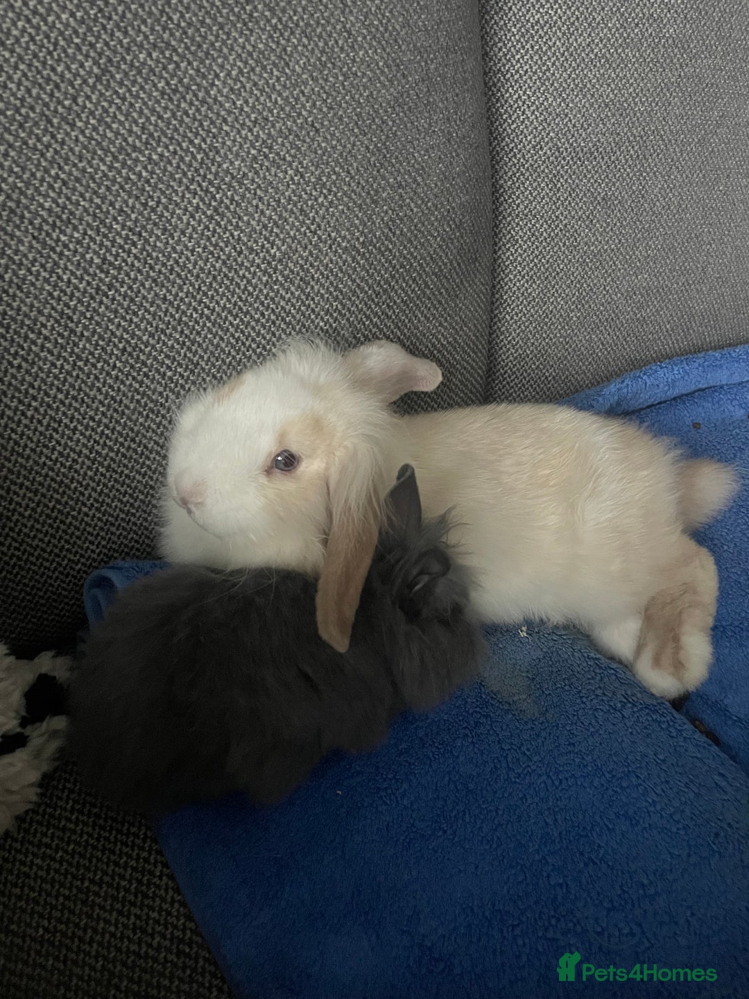 Mini Lion Lop rabbits for sale: Two gorgeous rabbits ready for forever homes.  - Image 3