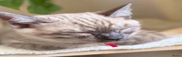 Bengal cats for sale: TICA registered Seal Solid Silver Mink Bengals - Advert 21