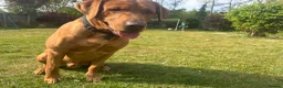 Labrador Retriever dogs for stud: Lovely Fox Red Lab for stud 🧡 - Advert 3