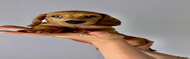 Dachshund 2