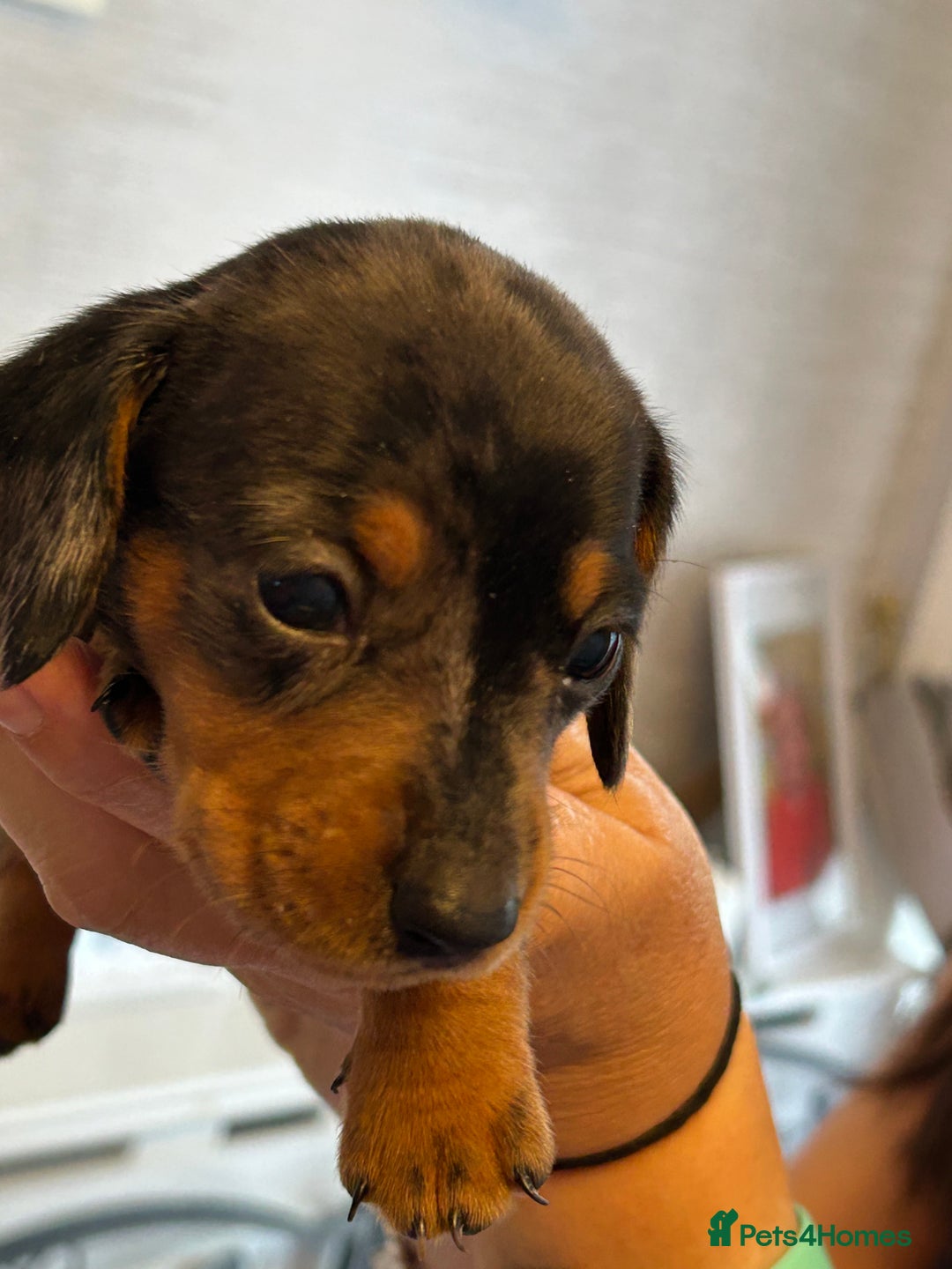 Miniature Dachshund dogs for sale: Six beautiful miniature Dachshunds - Image 27