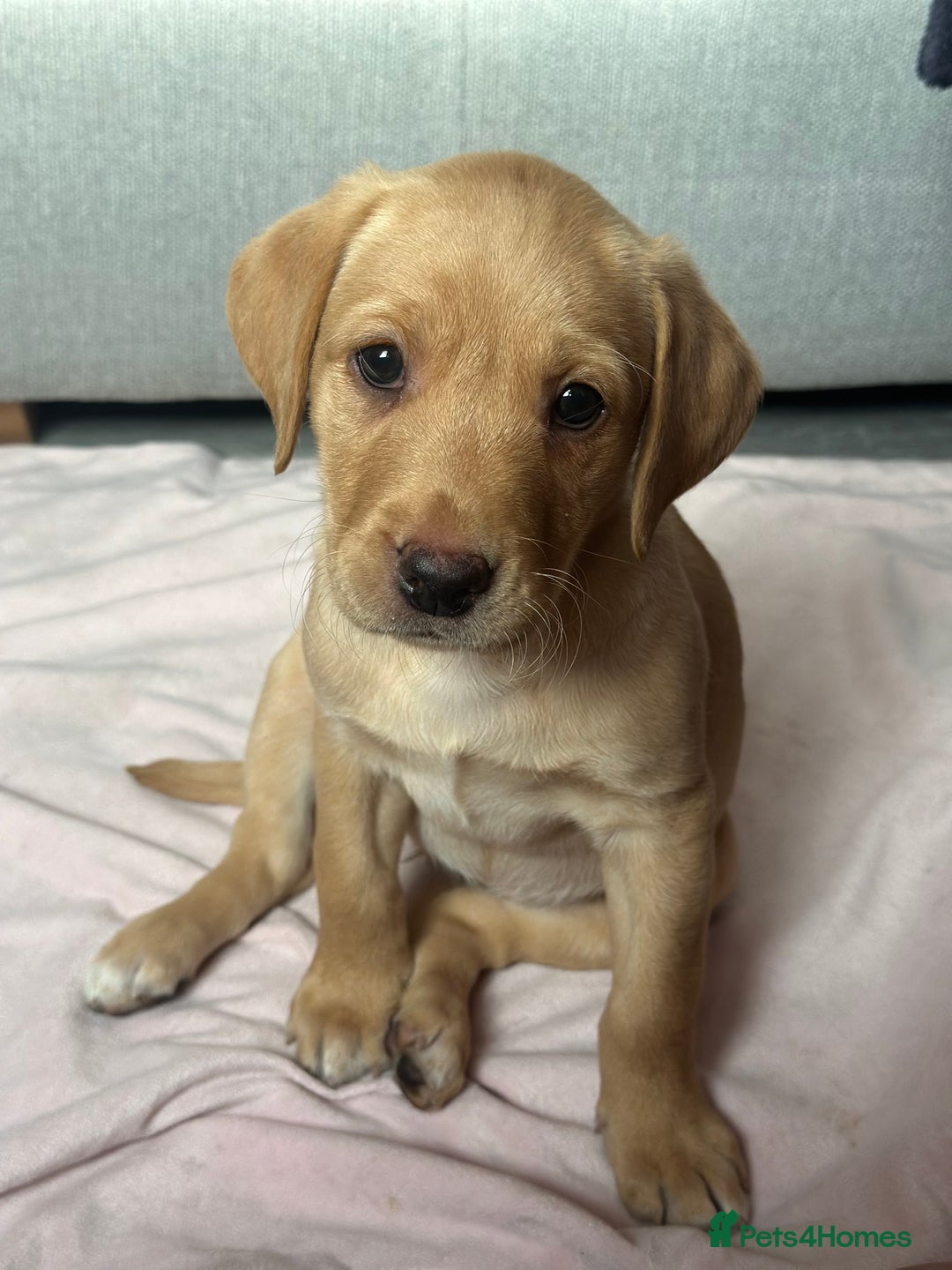 Labrador Retriever dogs for sale: Labrador Seeking New Home - Advert 6