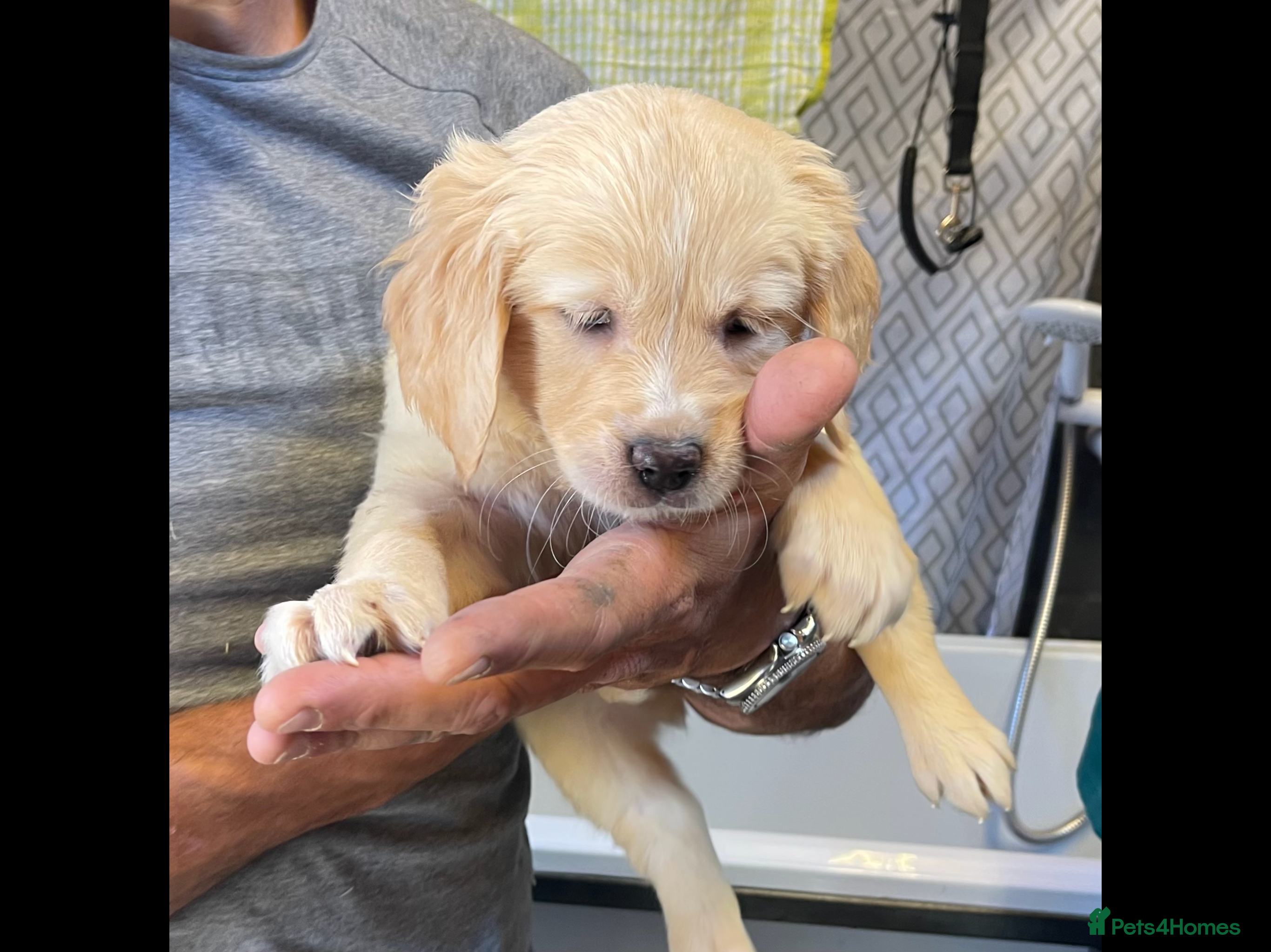 Golden Retriever dogs Last girl available kc reg ready 30/12 - Advert 6