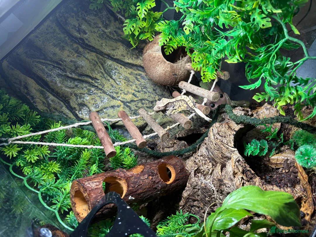 Gecko reptiles for sale: Crested gecko Harley Quinn  - Advert 6