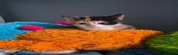 Mixed Breed cats for sale: Kittens - Advert 5