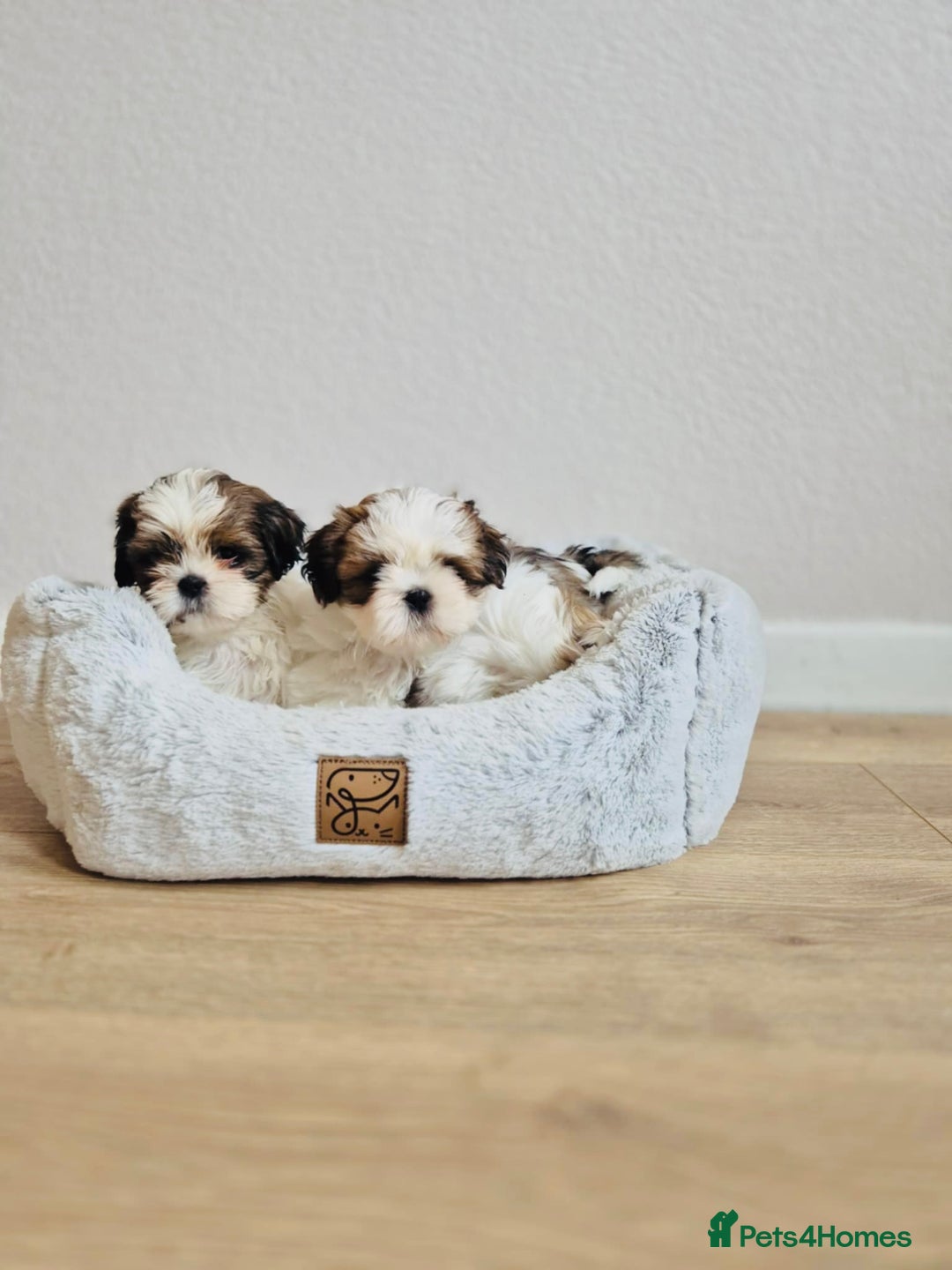Shih Tzu dogs for sale: Shihtzu  - Image 21
