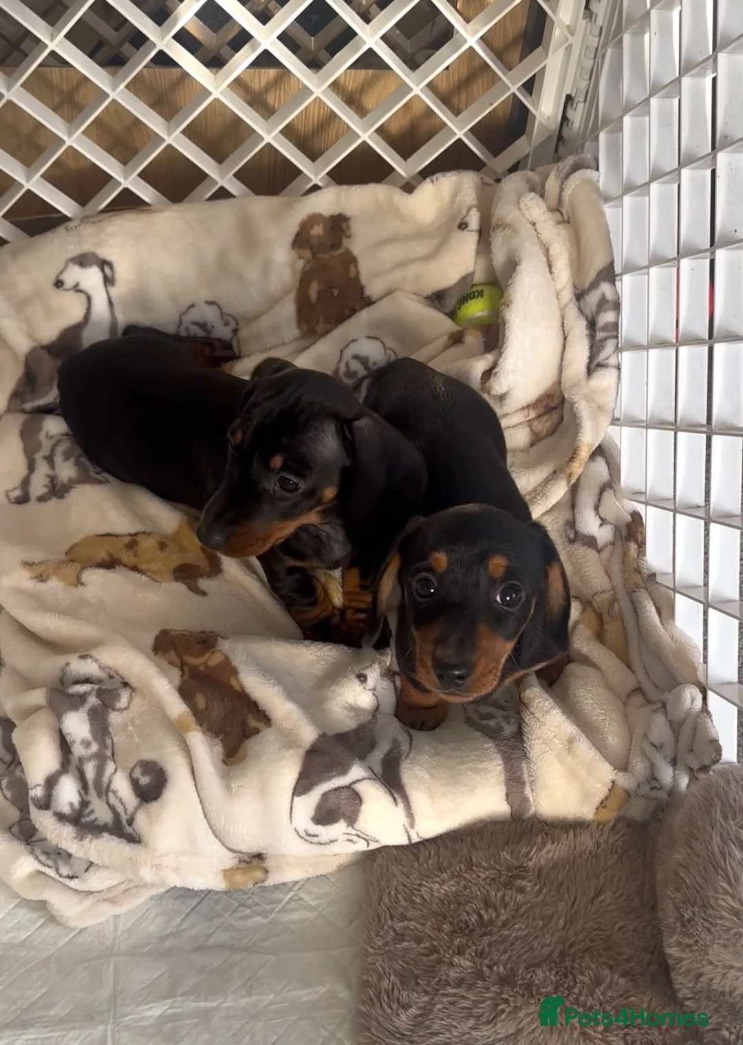 Miniature Dachshund dogs for sale: Miniature dachshund Kennel club registered  - Advert 2