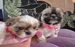 Shih Tzu dogs for sale: Cute Shih-Tzu puppies😍😍😍 - Image 5