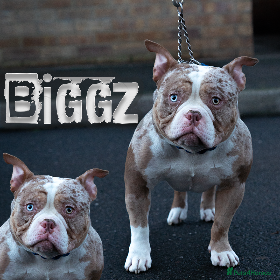 American Bully dogs BIGGZ - AMERICAN POCKET BULLY -ABKC in Erith - Advert 14