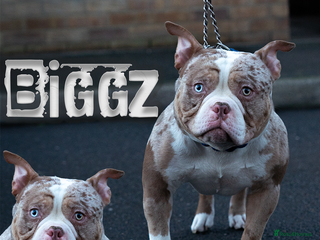 American Bully dogs BIGGZ - AMERICAN POCKET BULLY -ABKC in Erith - Advert 4