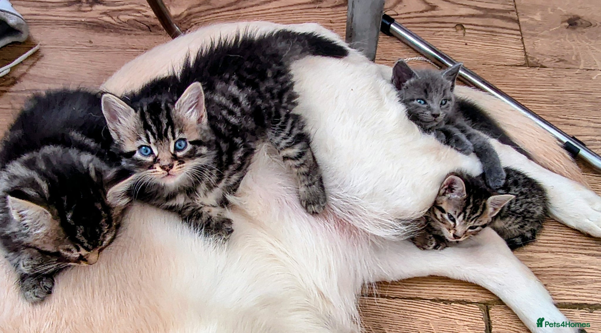 Mixed Breed cats Maine coon/Bengal/russian white cross kittens!! - Advert 2