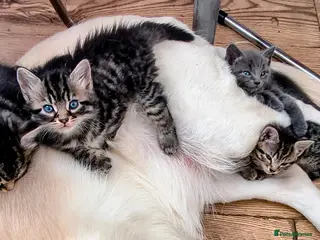 Mixed Breed cats Maine coon/Bengal/russian white cross kittens!! - Advert 2