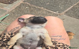 Puggle dogs for sale: Last female puppy left  - Image 2