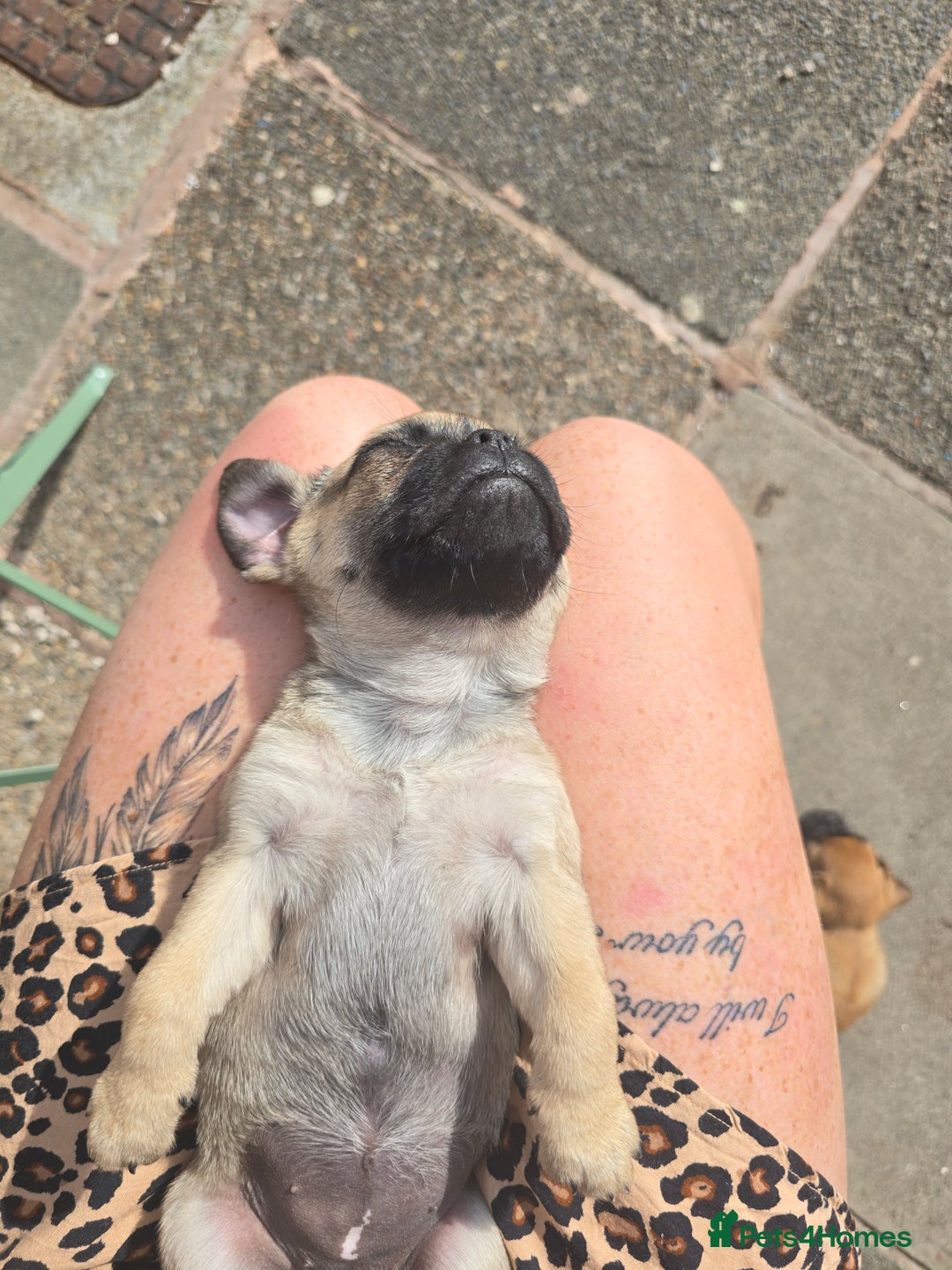Puggle dogs for sale: Last female puppy left  - Image 2