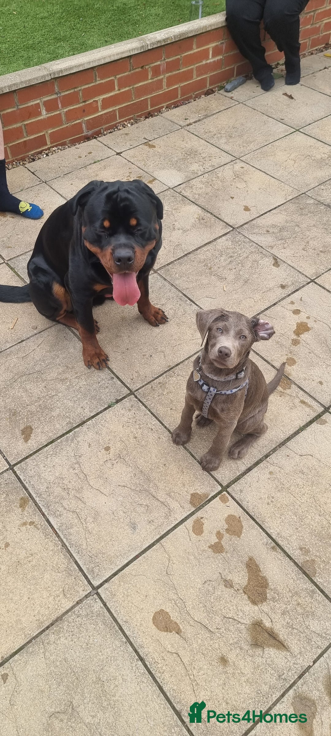 Rottweiler dogs for sale: Rottweiler needs a loving forever home  - Advert 27