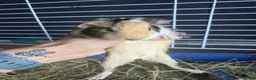 Guinea Pig rodents for sale: Guinepig babies  - Advert 3