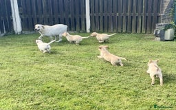 Labrador Retriever dogs for sale: Full Labrador Puppies - Image 4