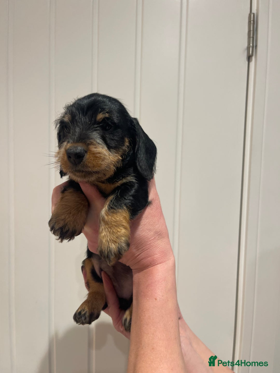Dachshund dogs for sale:  Miniature Wirehaired Dachshund  puppies  - Advert 12