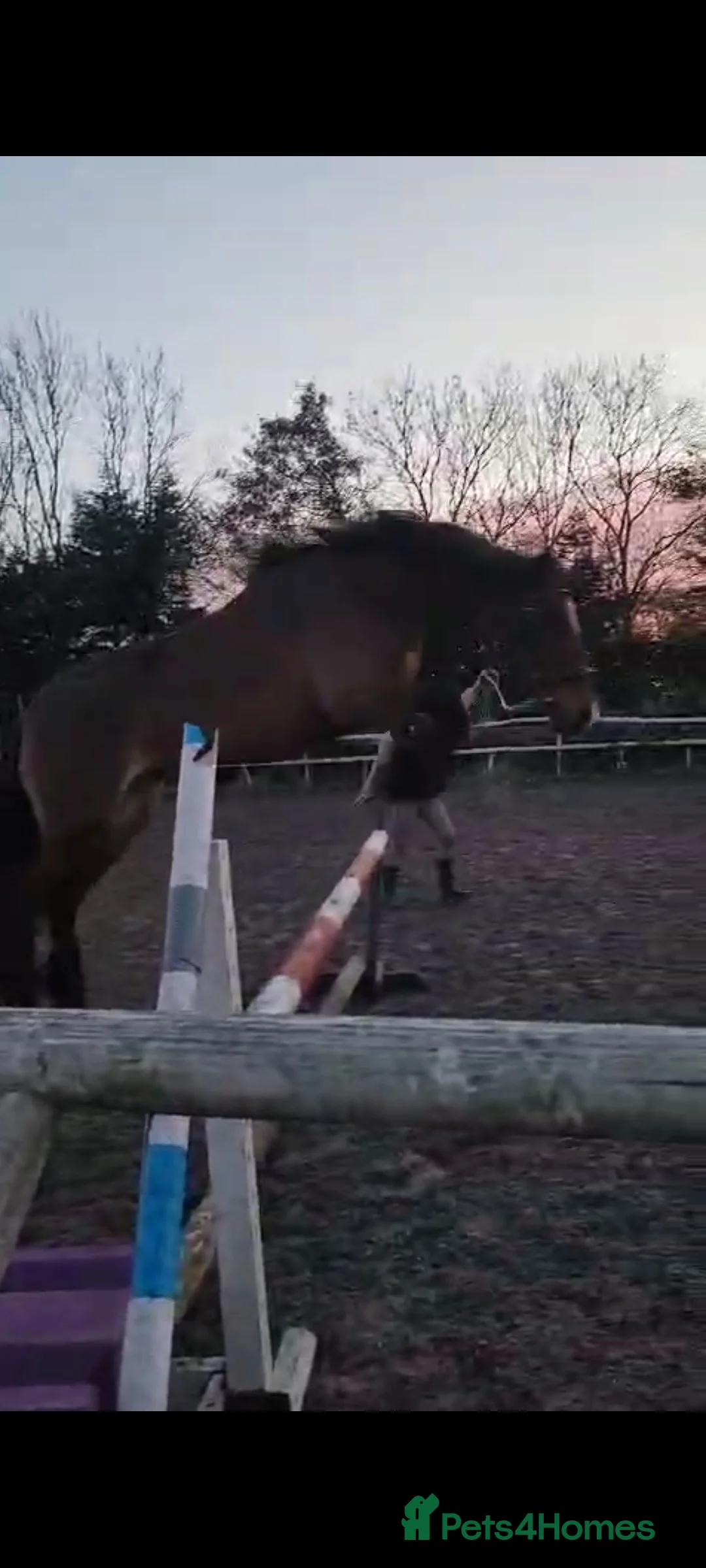 Welsh Section D horses for sale: Eye catching bay mare  in Prescot - Advert 2