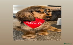 Cocker Spaniel dogs for stud: Simba the stud - Image 2