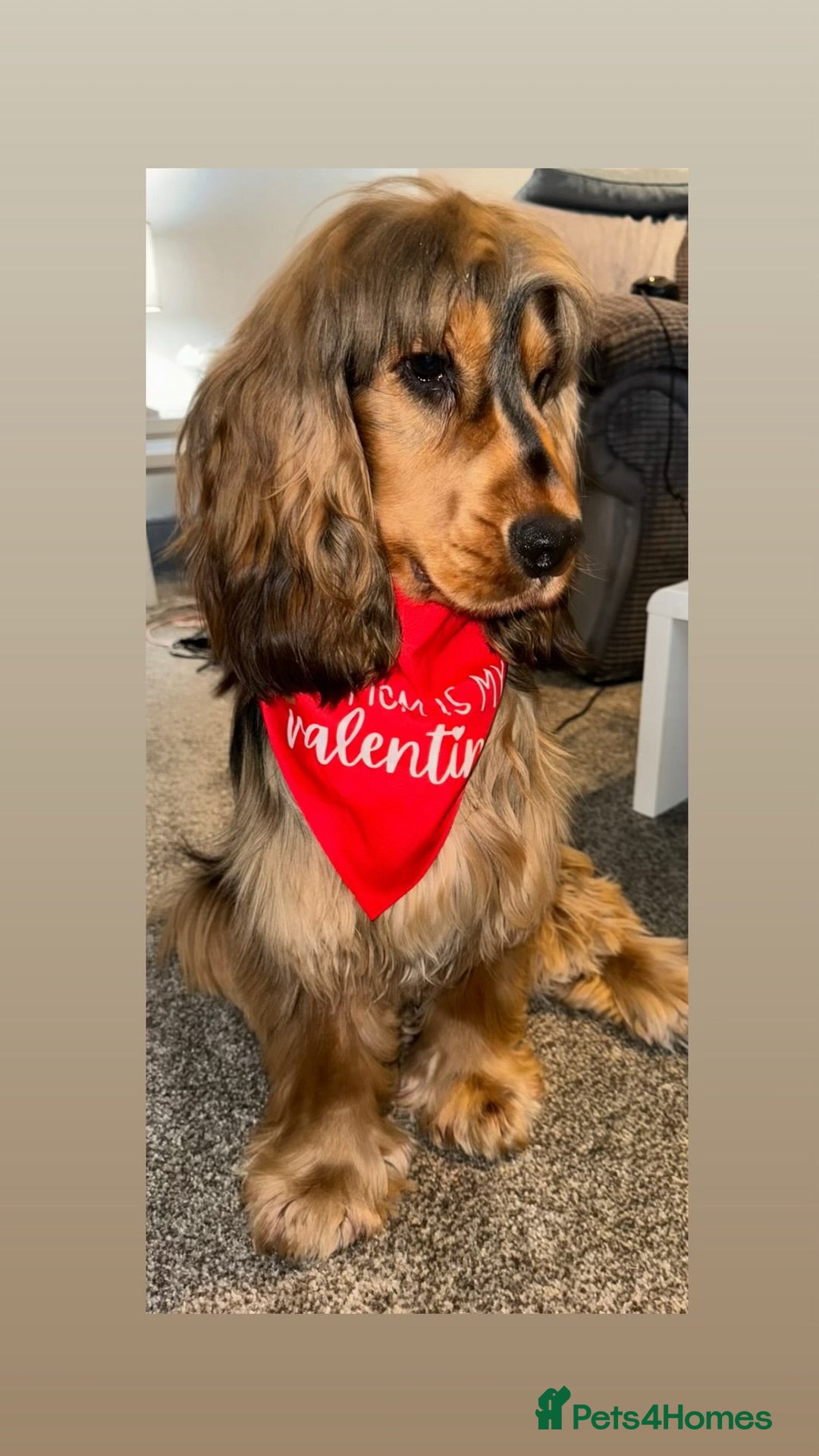 Cocker Spaniel dogs for stud: Simba the stud - Image 2