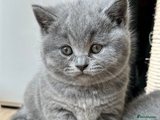 British Shorthair cats British Shorthair kittens - Advert 15