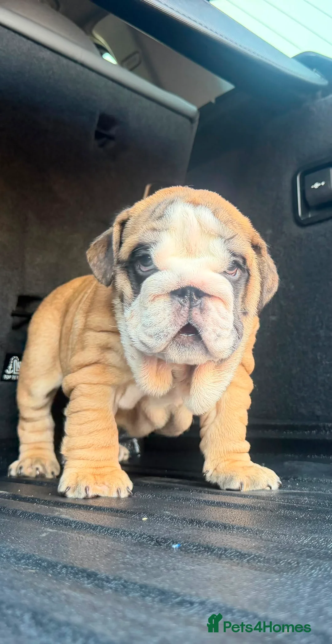 English Bulldog dogs for sale: Quality English bulldogs - Advert 2