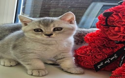British Shorthair cats for sale: British shothair kittens  - Image 29
