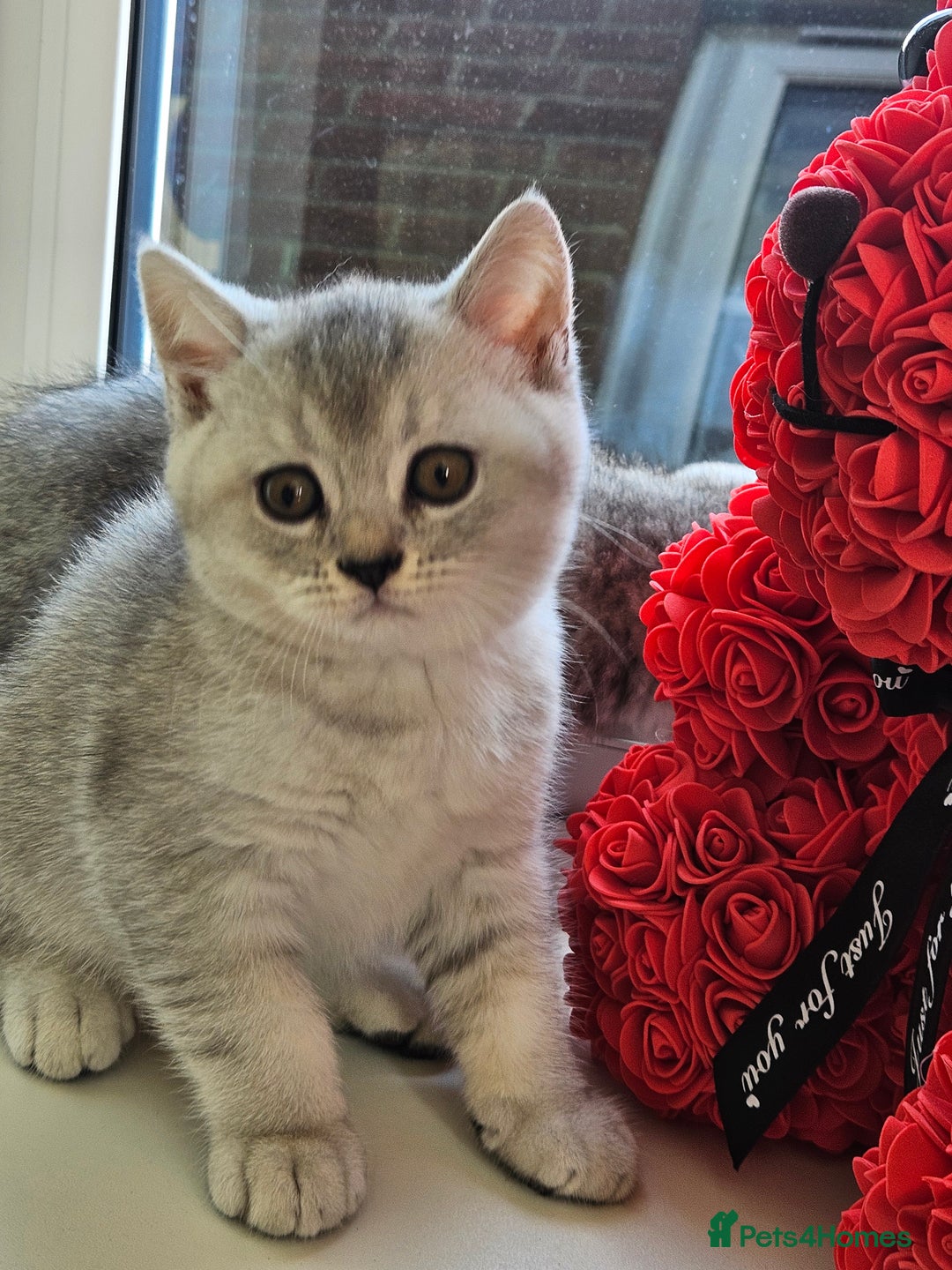 British Shorthair cats for sale: British shothair kittens  - Image 29